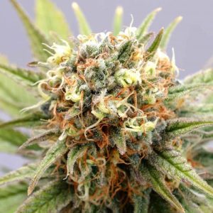 GSC