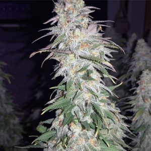 Gorila Glue #4