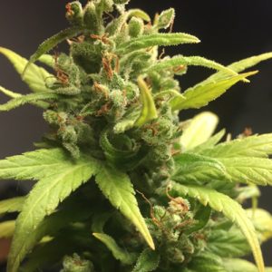 Jack Herer