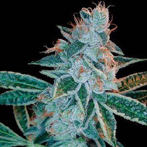 Lemon OG