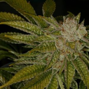 MK Ultra