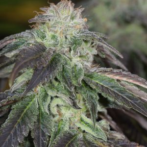 OG Kush