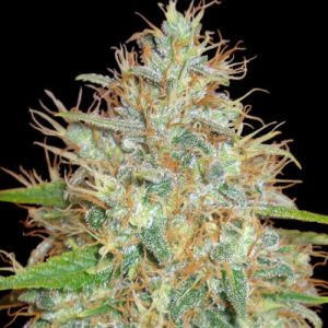Skunk Kushv
