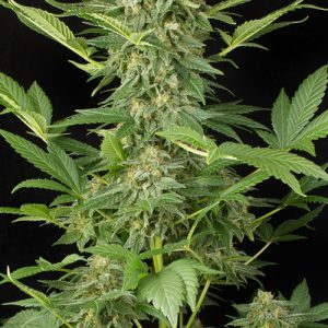 Somango & Moby Dick