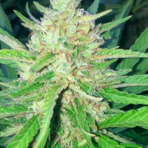 Sugar Candy