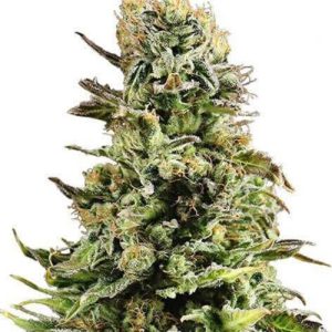 Super Skunk