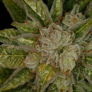 Widow x MK ultra